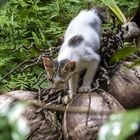 Katze auf Kokosnuss