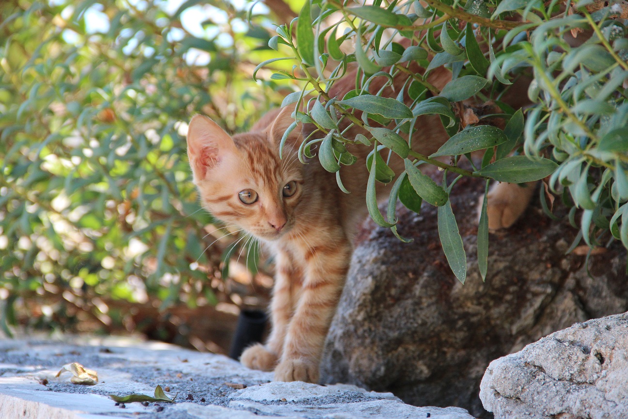 Katze auf Kreta