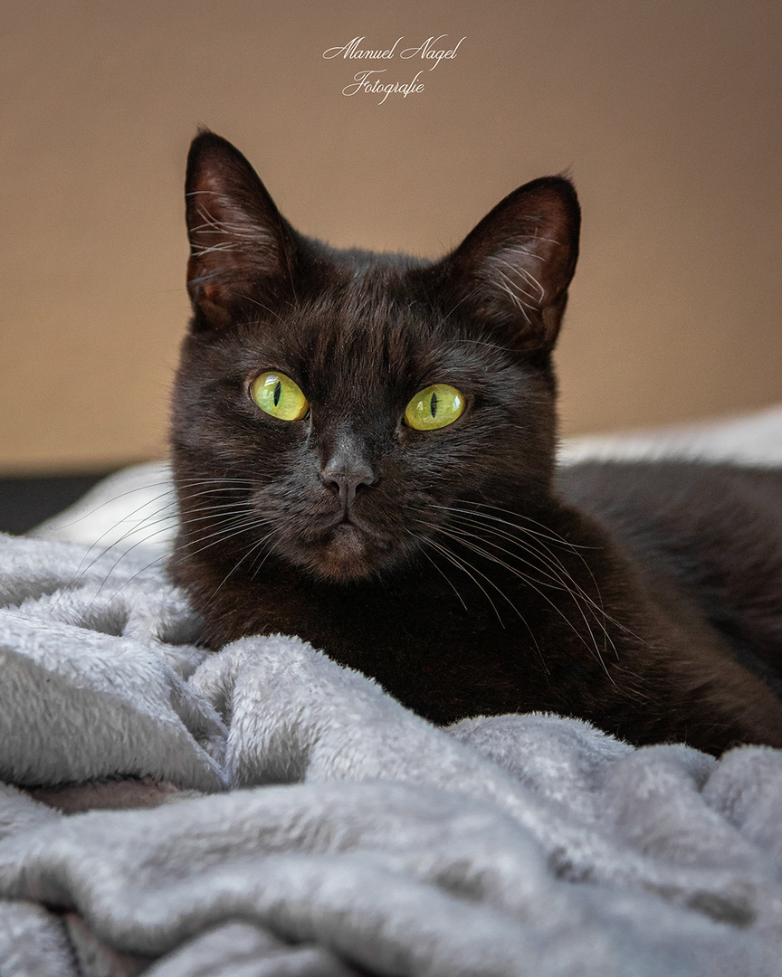 Katze auf Kuscheldecke