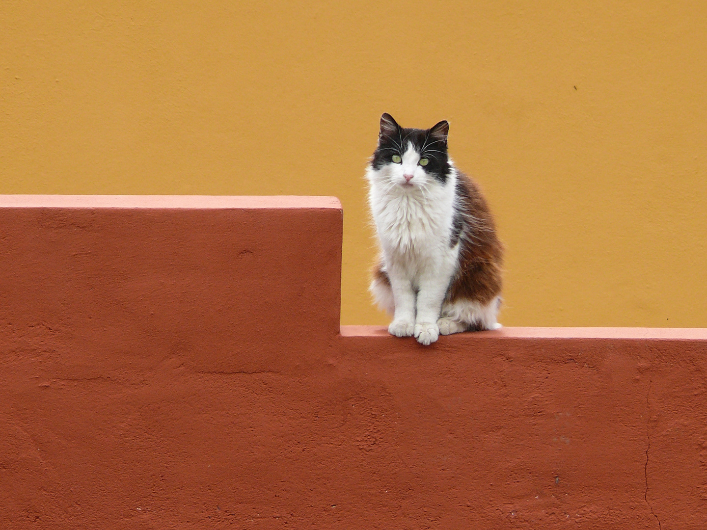 Katze auf La Palma