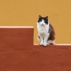 Katze auf La Palma