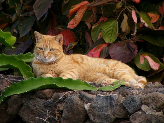 Katze auf Lanzarote