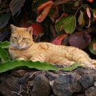 Katze auf Lanzarote