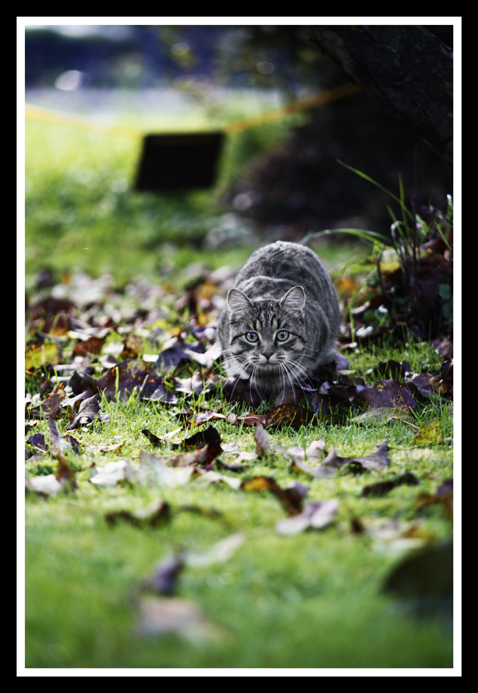 Katze auf Lauer