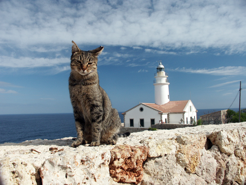 Katze auf Mallorca