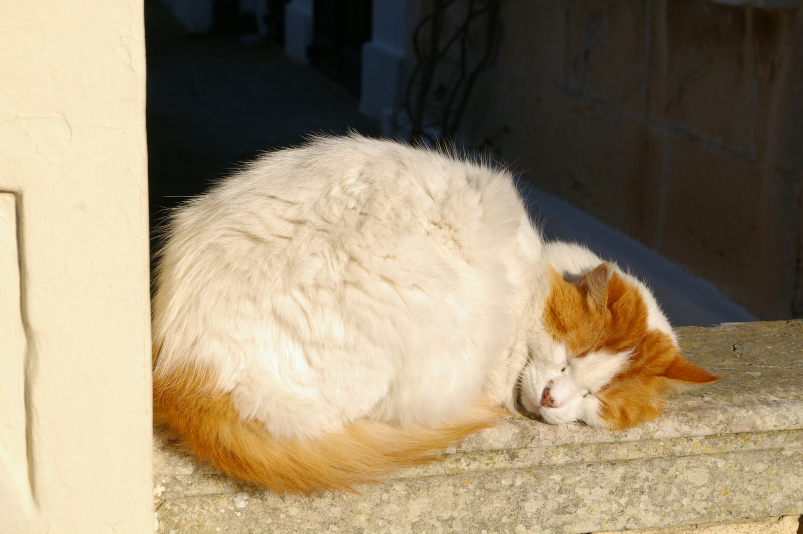 Katze auf Malta