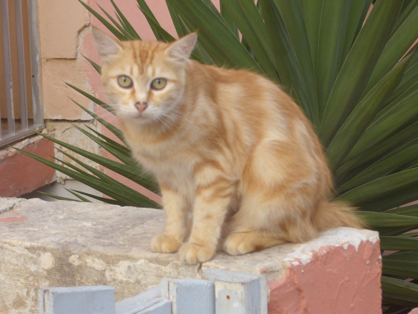 Katze auf Malta