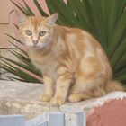 Katze auf Malta