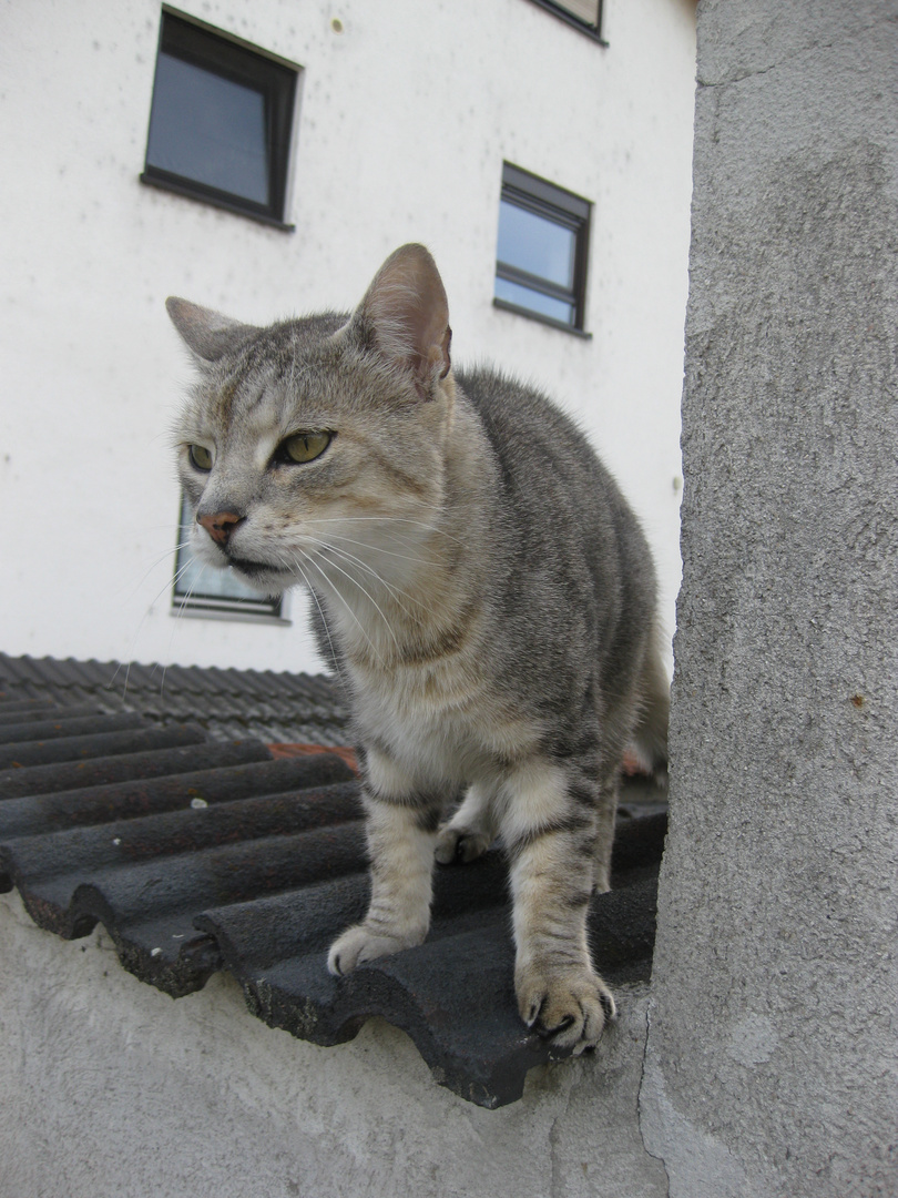 Katze auf Mauer