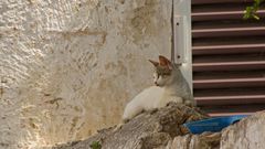 Katze auf Mauer