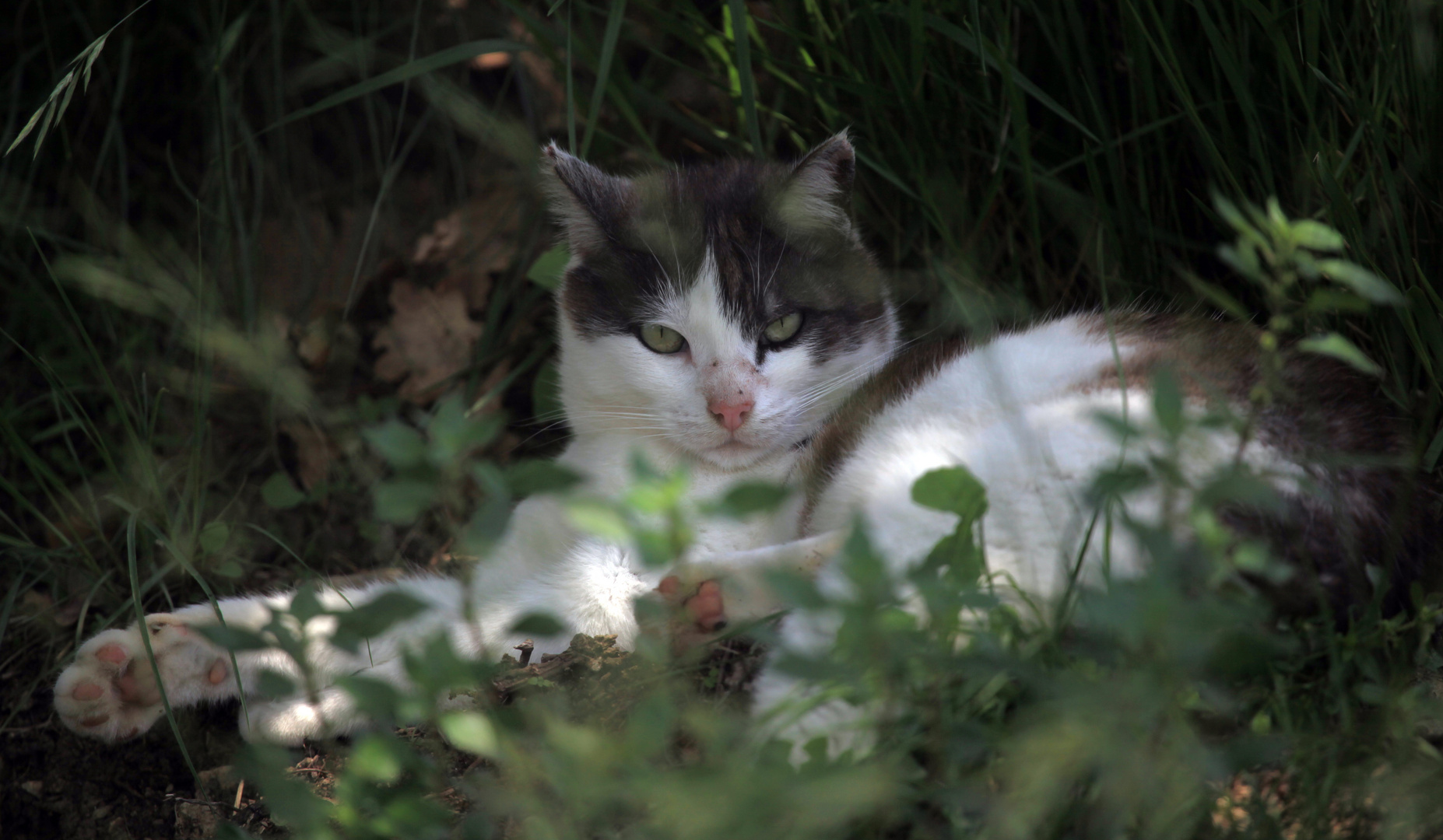 Katze auf Monte Isola im Lago D'Iseo