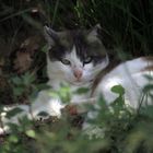 Katze auf Monte Isola im Lago D'Iseo