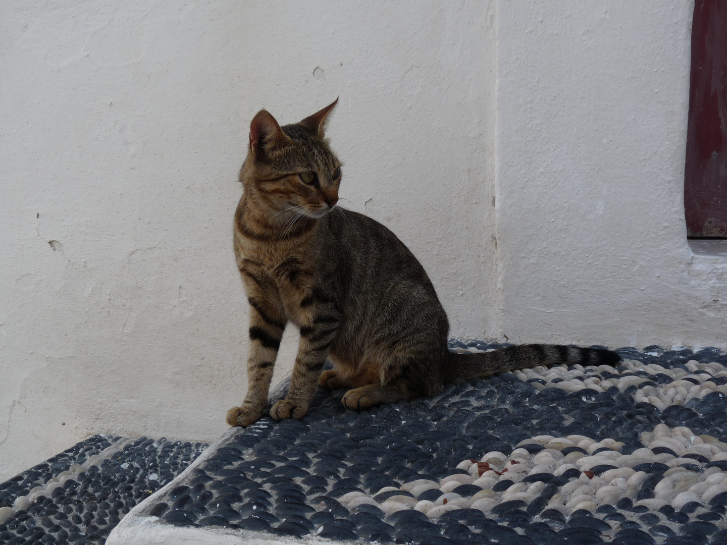Katze auf Nisyros