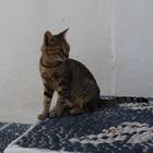 Katze auf Nisyros