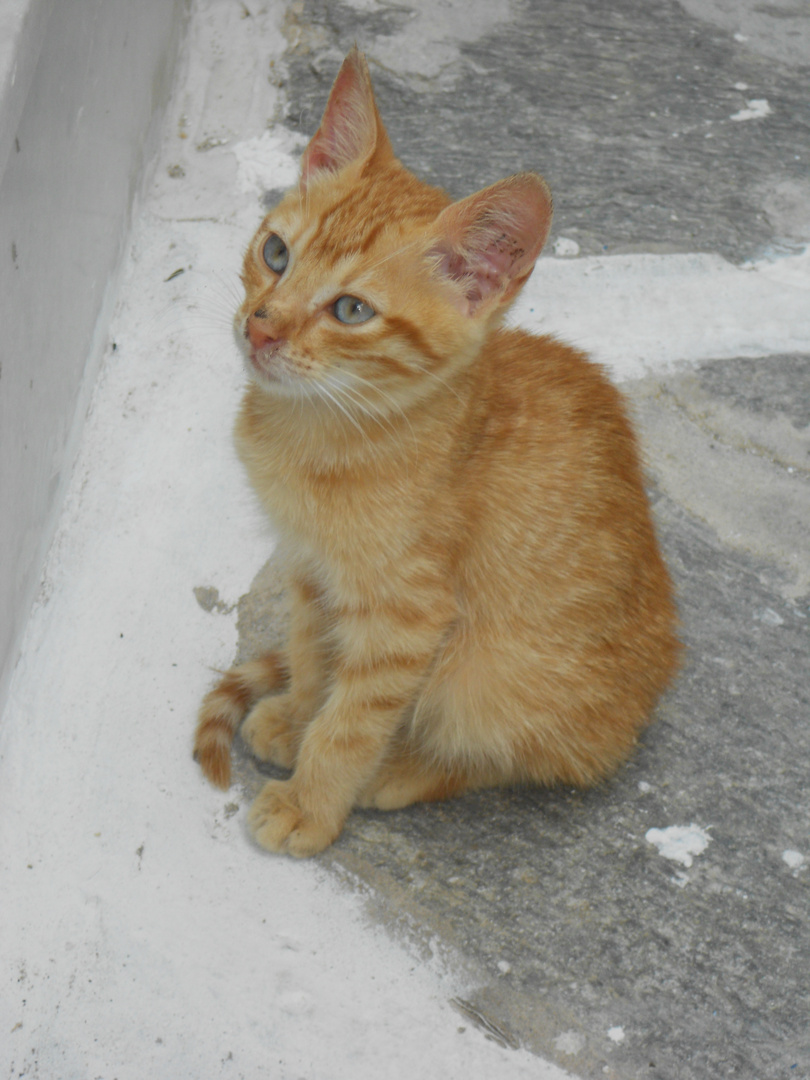 Katze auf Paros