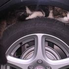 Katze auf Reifen
