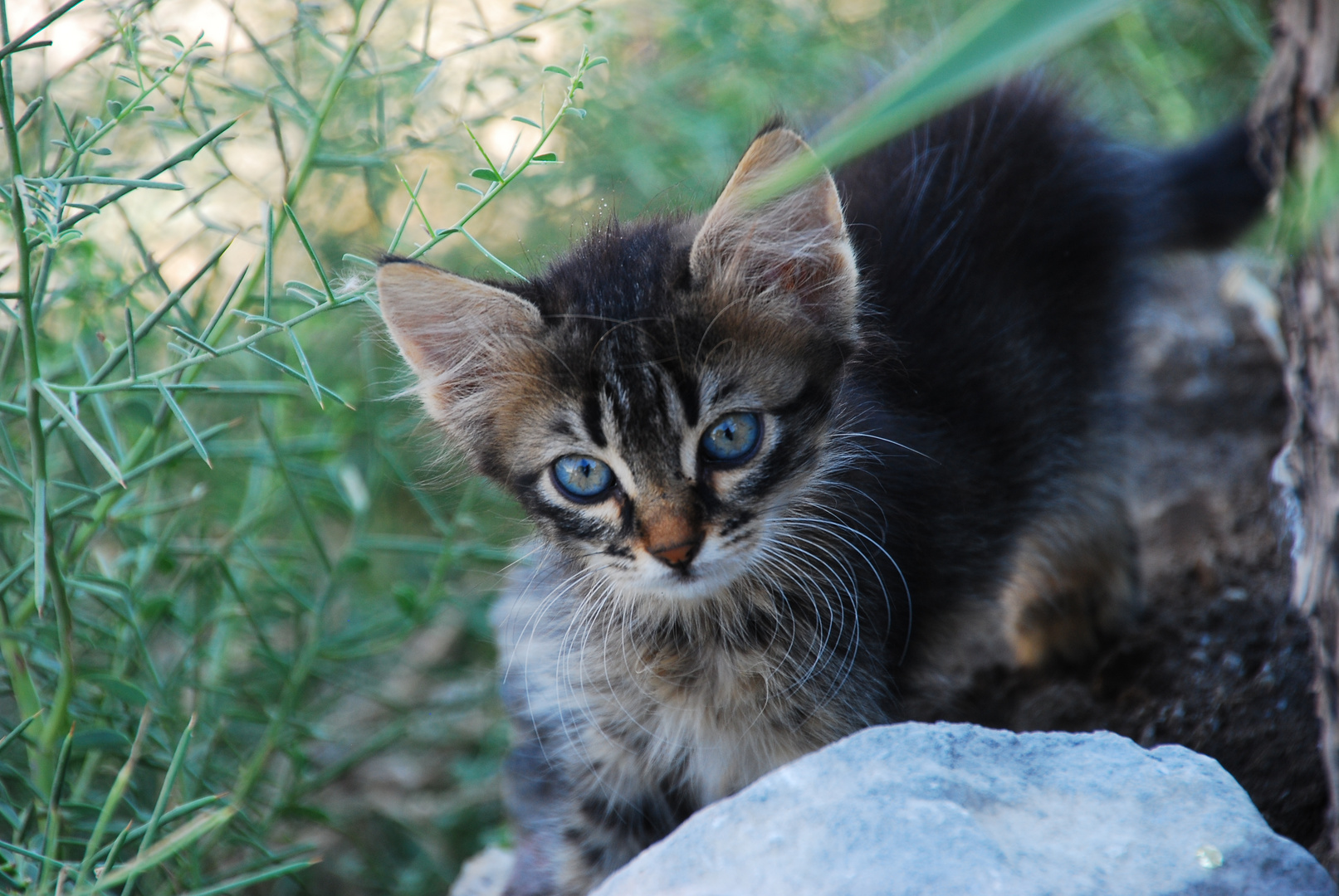 Katze auf Samos