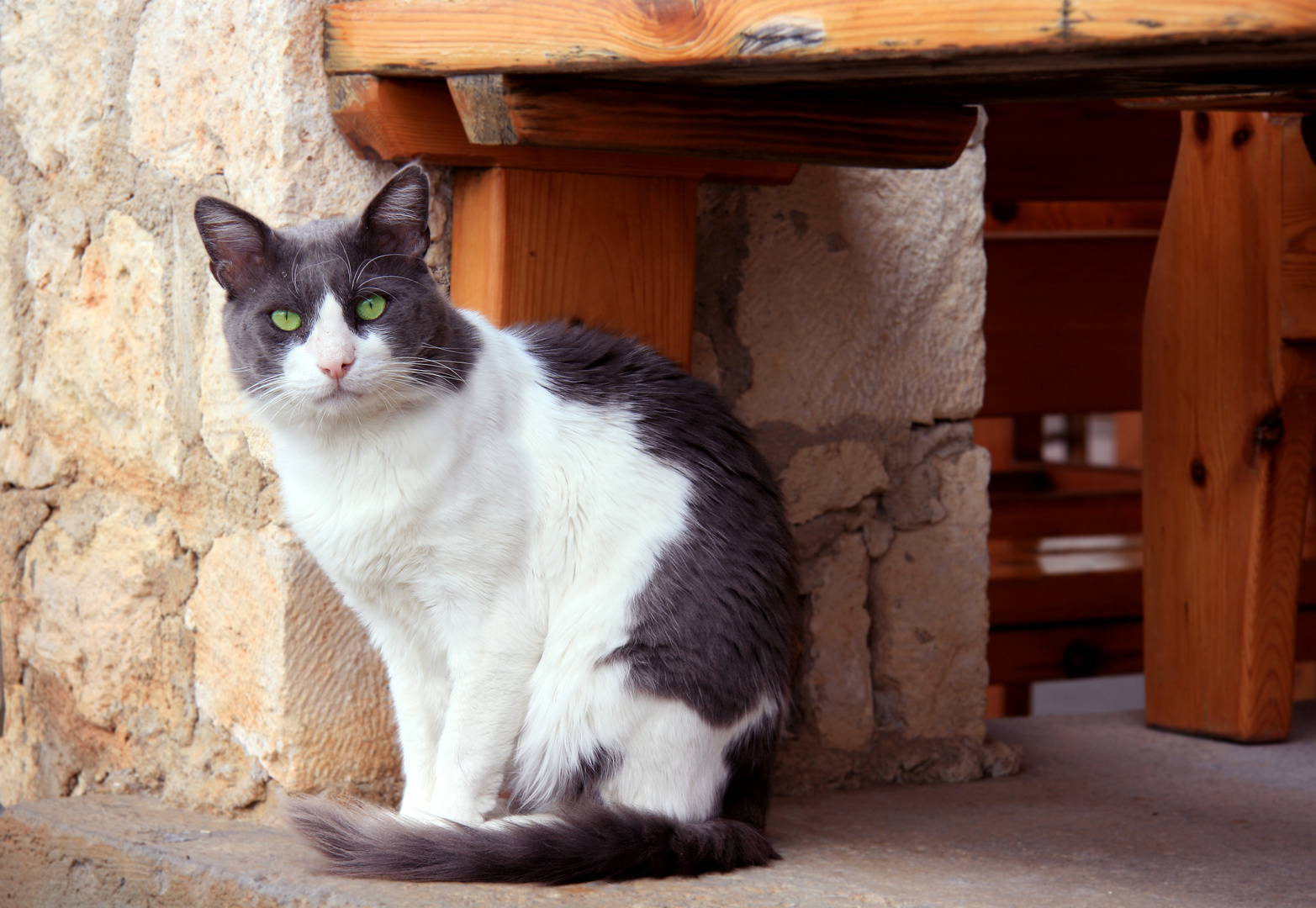 Katze auf Santorini 2