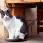 Katze auf Santorini 2