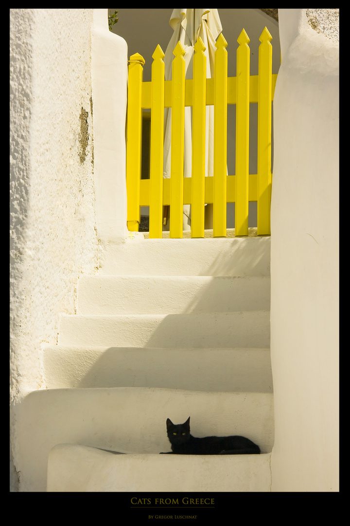 Katze auf Santorini