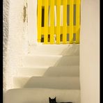 Katze auf Santorini