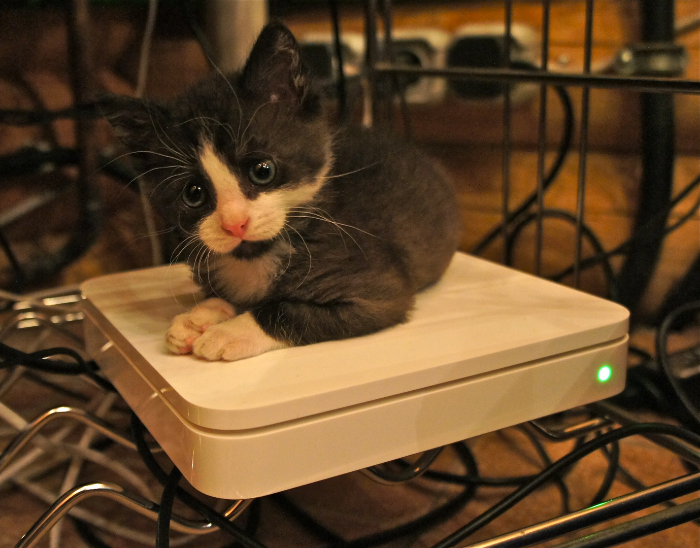 Katze auf schnellem Brüter