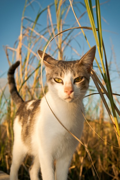 Katze auf Sizilien