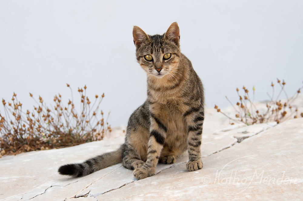 Katze auf Stein