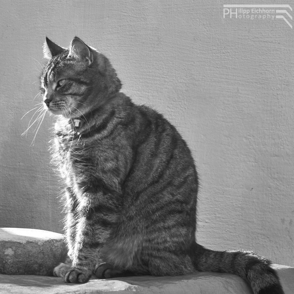 Katze auf Tisch Foto & Bild | natur, portrait, katze Bilder auf