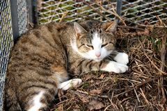 Katze auf von Sonne gewärmten Kompost