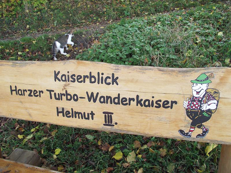 Katze auf Wanderschaft