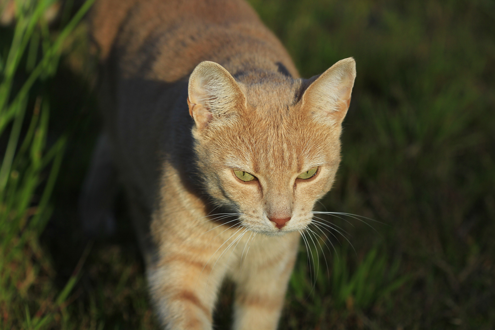 Katze auf Wanderschaft