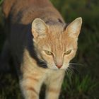 Katze auf Wanderschaft