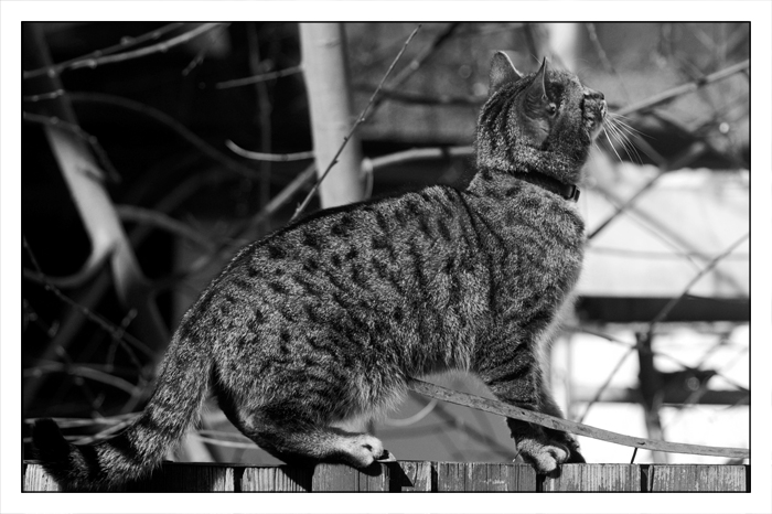 Katze auf Zaun