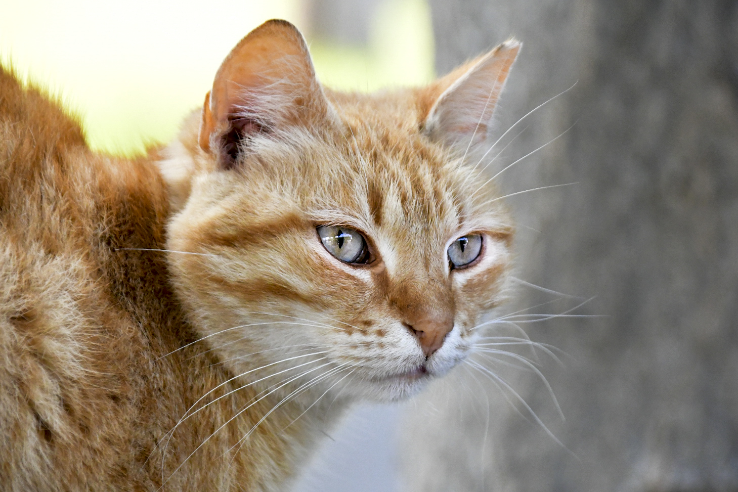 Katze auf Zypern