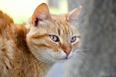 Katze auf Zypern