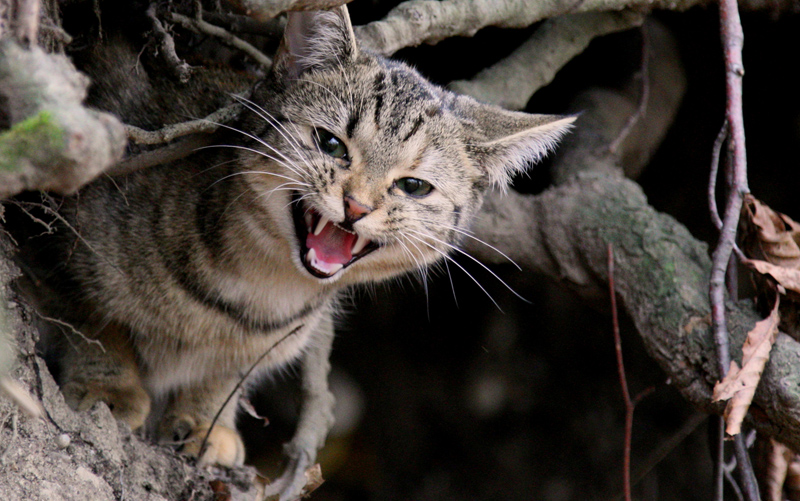 Katze aus Bern CH