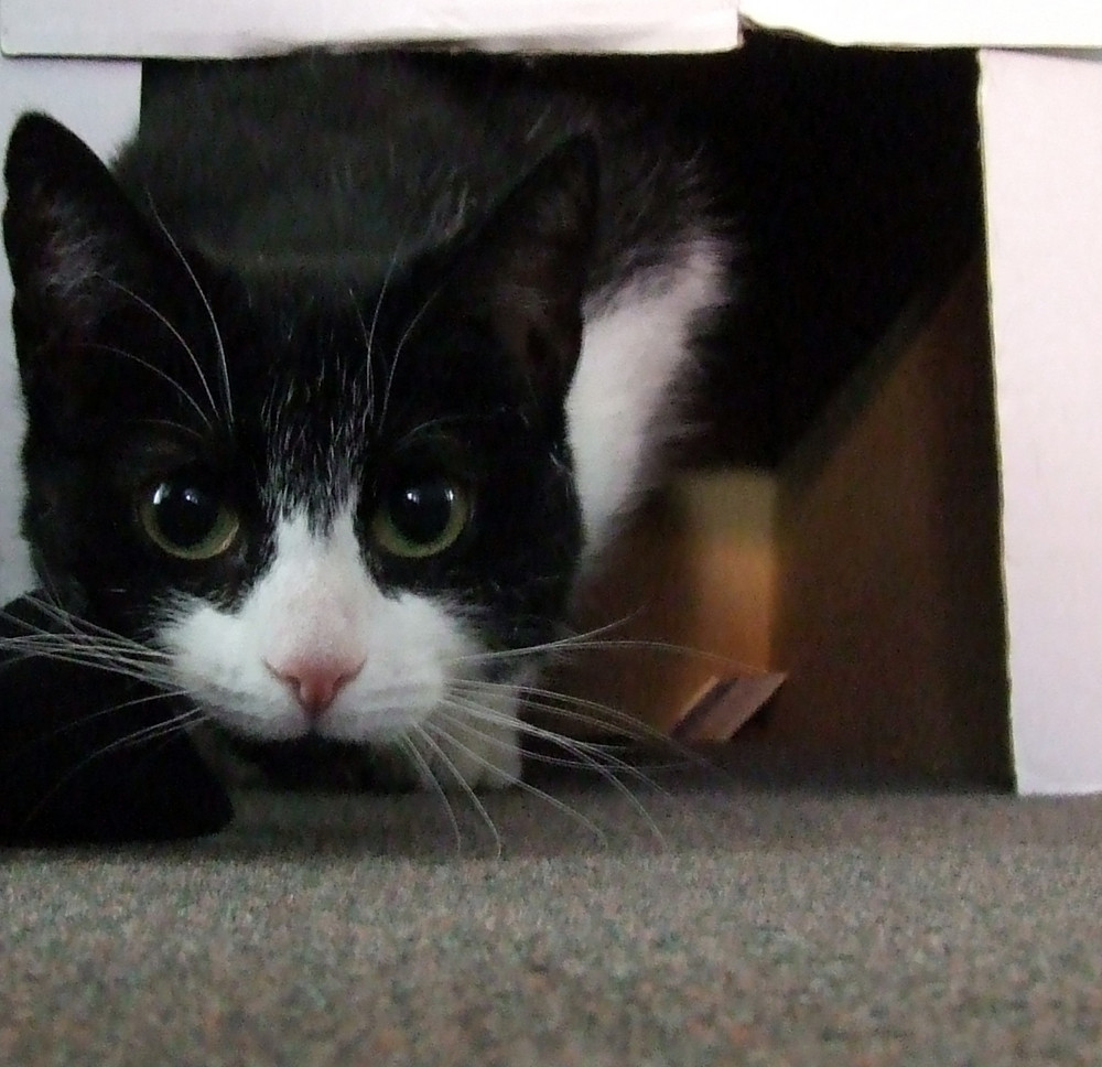 Katze aus dem Karton