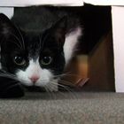 Katze aus dem Karton
