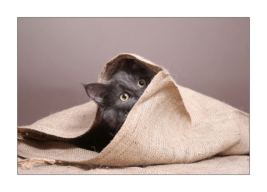 Katze aus dem Sack...