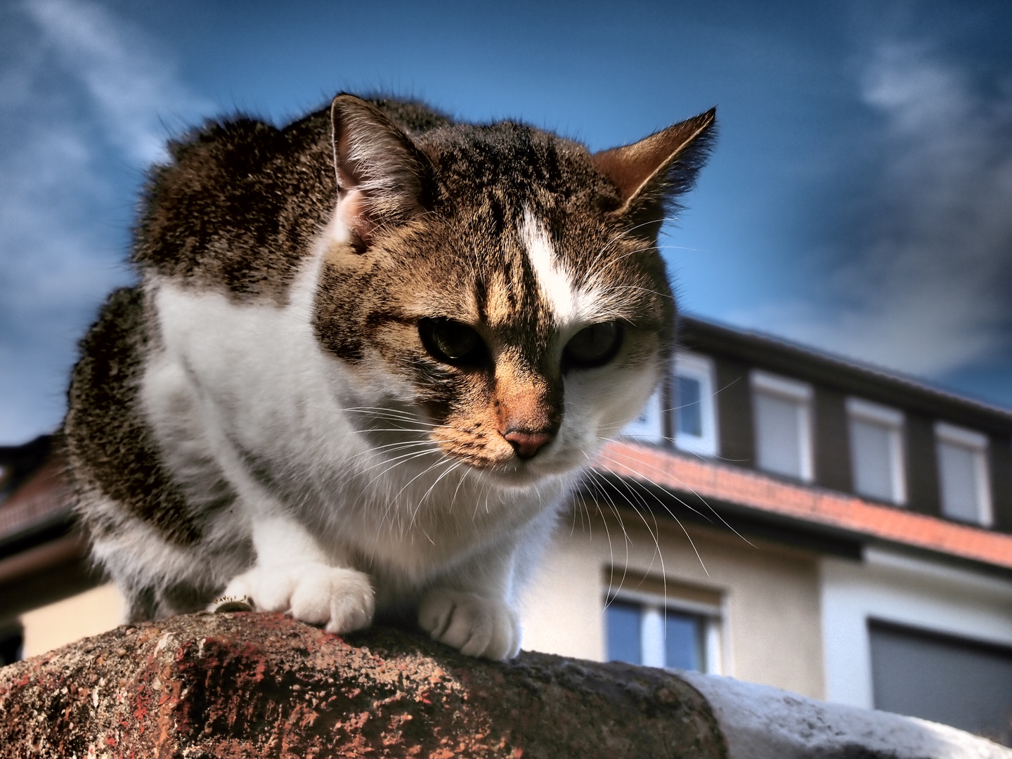 Katze aus der Nachbarschaft