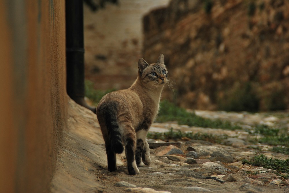 Katze aus Granada