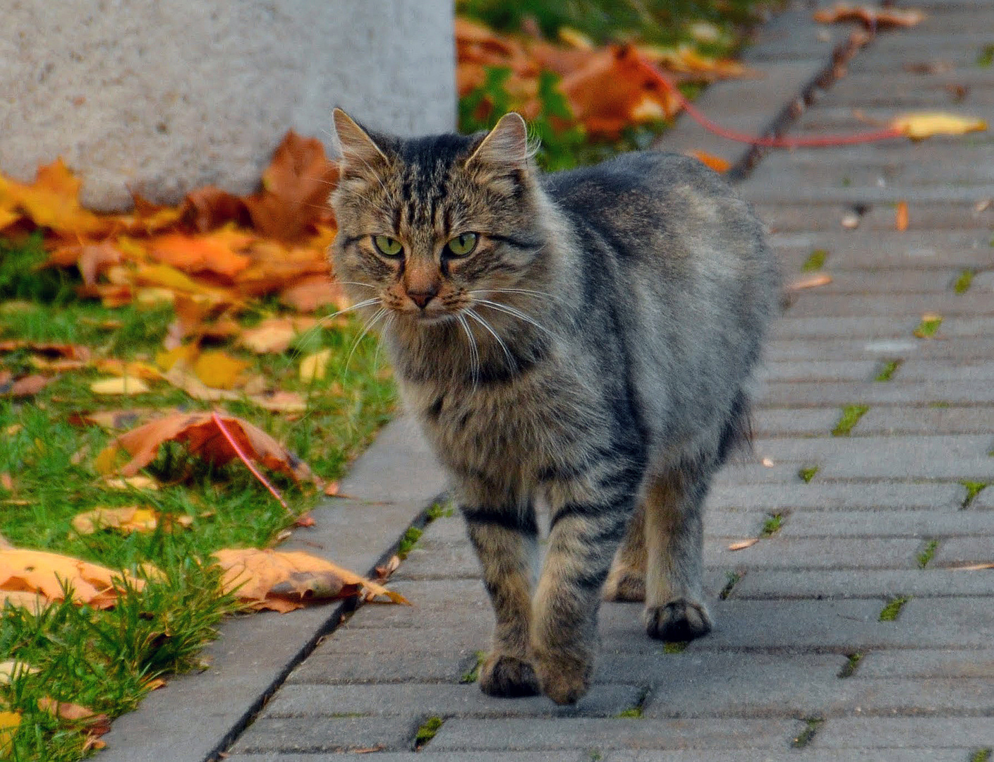Katze aus Litauen1