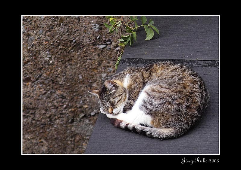 Katze aus Nachbars Garten