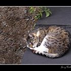 Katze aus Nachbars Garten