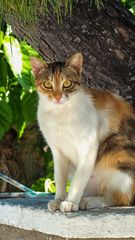 Katze