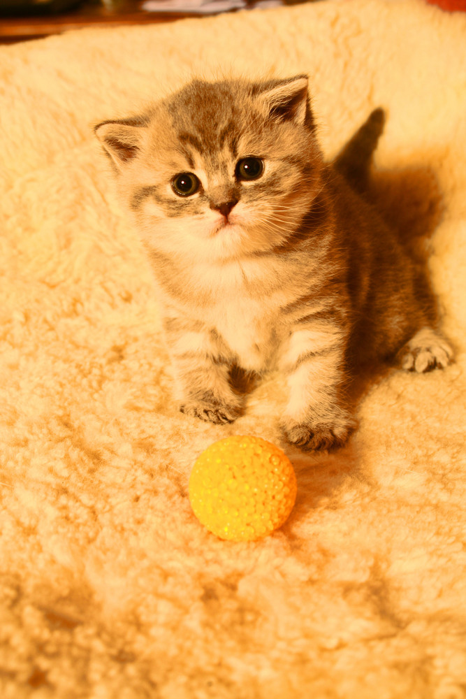 Katze + Ball