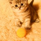 Katze + Ball