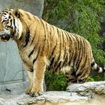 Katze bei der Fototour - Zoo Leipzig