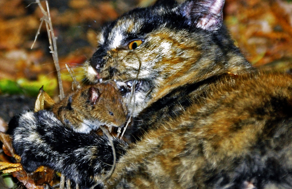 Katze bei der Jagd